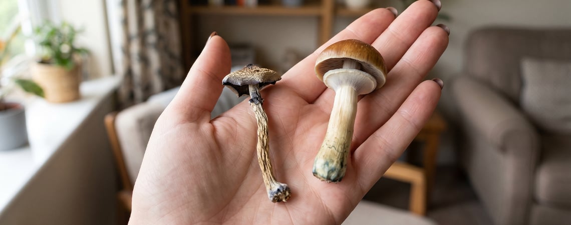 Como secar cogumelos mágicos Como secar cogumelos mágicos