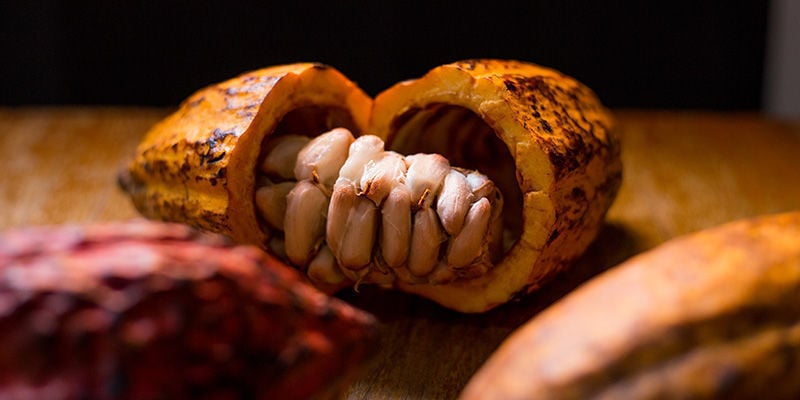Cacau