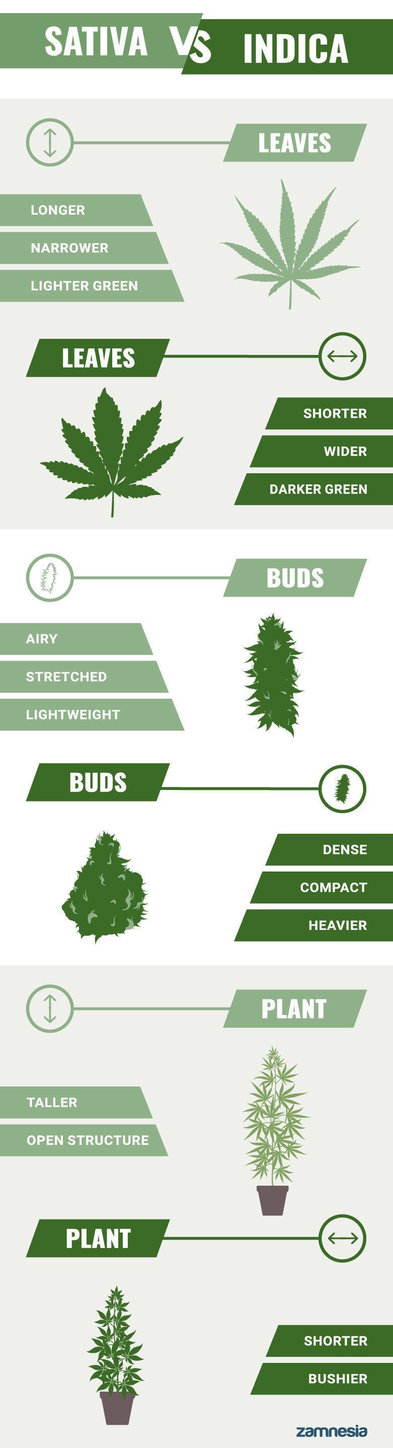 Sativa Vs Indica Appearance