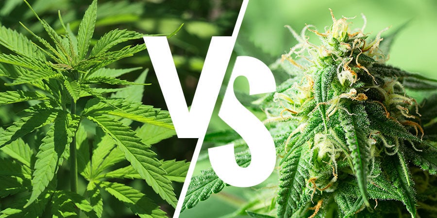 O debate Indica versus Sativa: Ainda faz sentido?