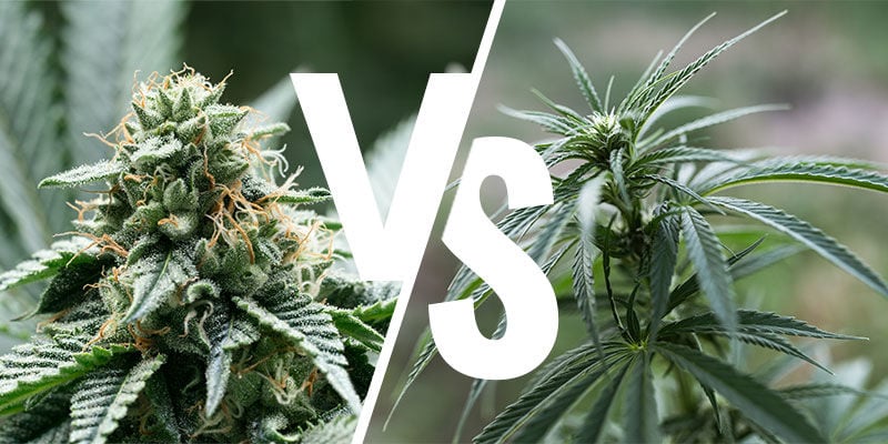 As plantas indica e sativa produzem efeitos diferentes?