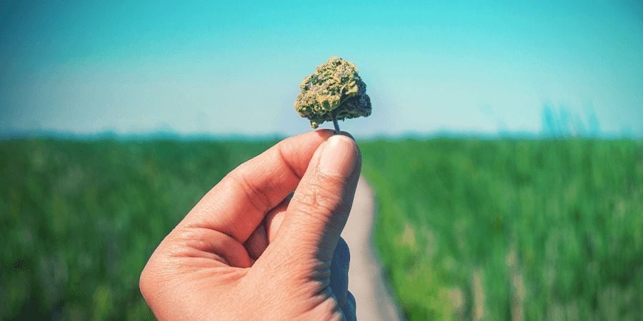 O que é considerado uma variedade de CBD elevado?