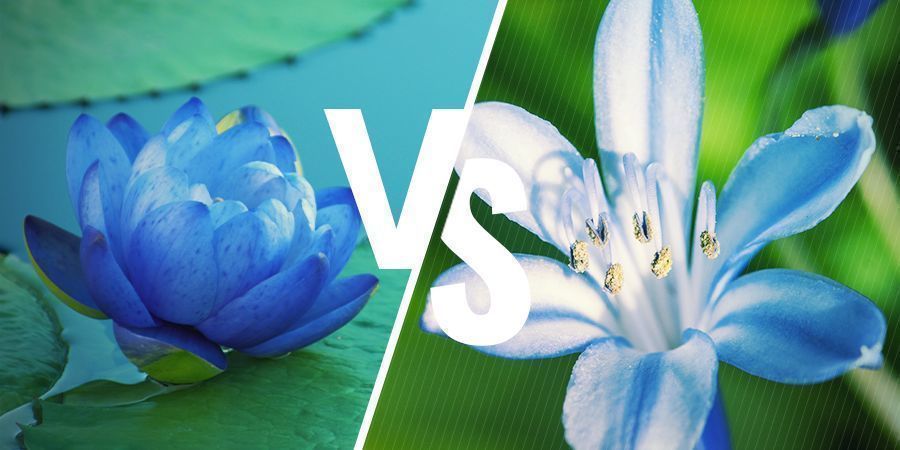 Lótus azul e plantas semelhantes
