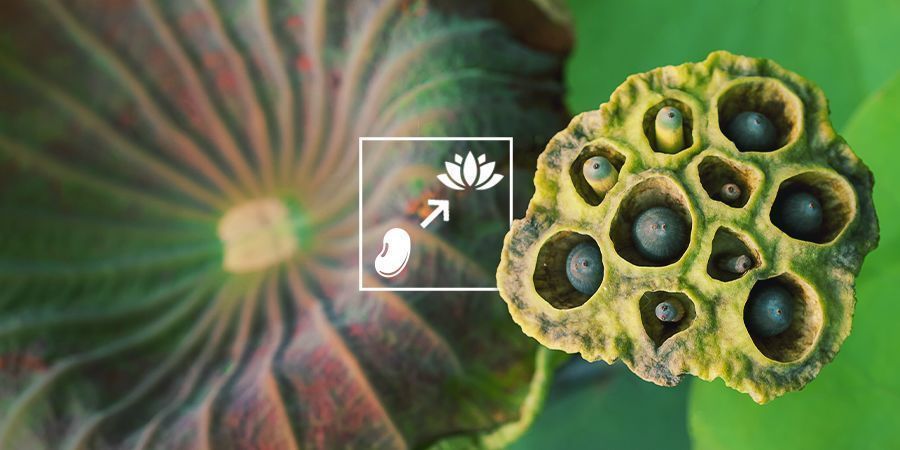 Como cultivar blue lotus