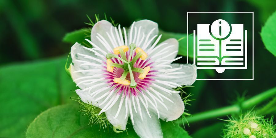 Passiflora: Tudo o que precisa de saber