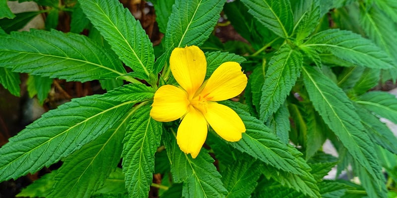 Damiana: Perguntas frequentes