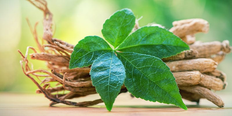 Descobrir o ginseng