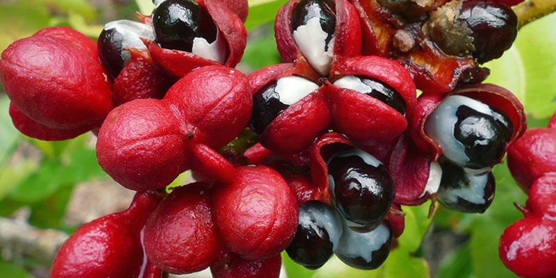 Guaraná