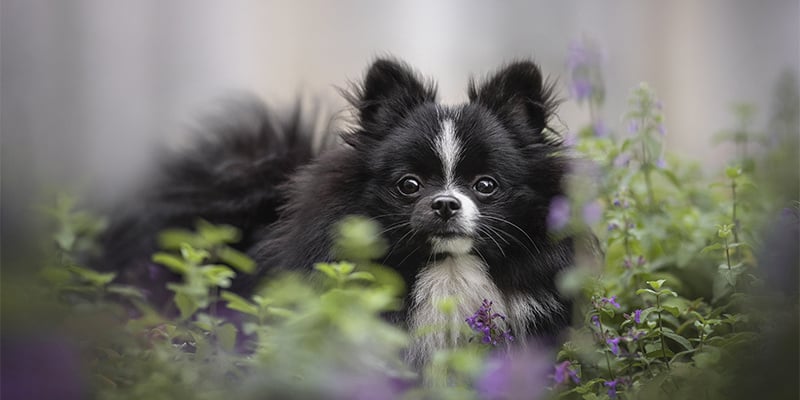 O catnip pode ser usado em cães?