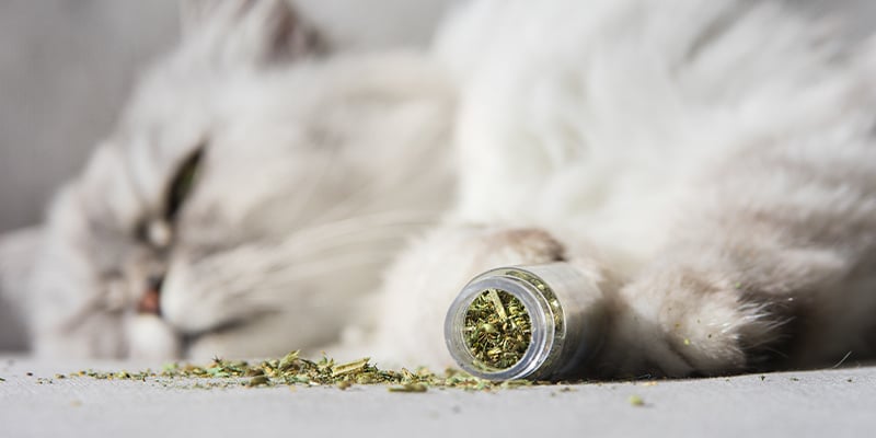 Erva-gateira: O presente da natureza para os gatos