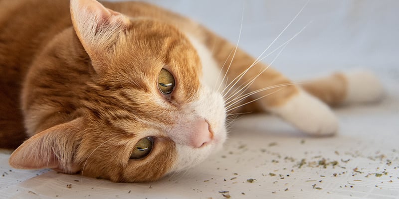 A erva-dos-gatos é uma droga? A erva-dos-gatos deixa os gatos eufóricos?