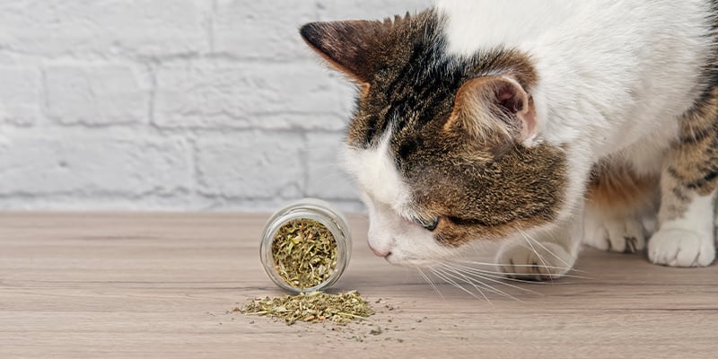 Diferentes formas de erva-do-gato