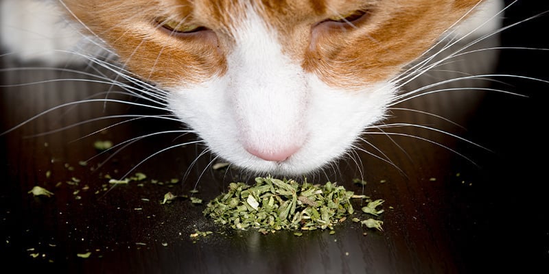 Como dar erva-dos-gatos aos gatos?