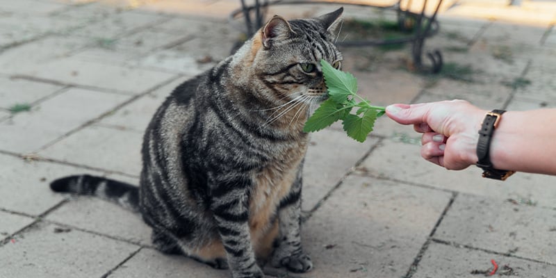 Catnip é seguro para gatos?