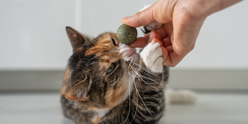 Quais são os benefícios da erva-dos-gatos?