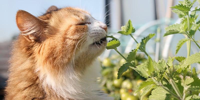 O que é catnip?