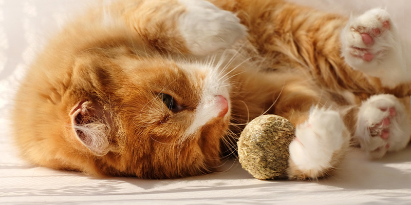 Porque é que os gatos gostam de erva-dos-gatos?