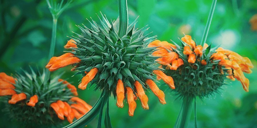 Leonotis Leonurus Botânica