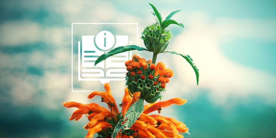Leonotis Leonurus: Tudo o que precisa de saber