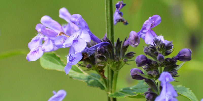 Skullcap: Tudo o que precisa de saber