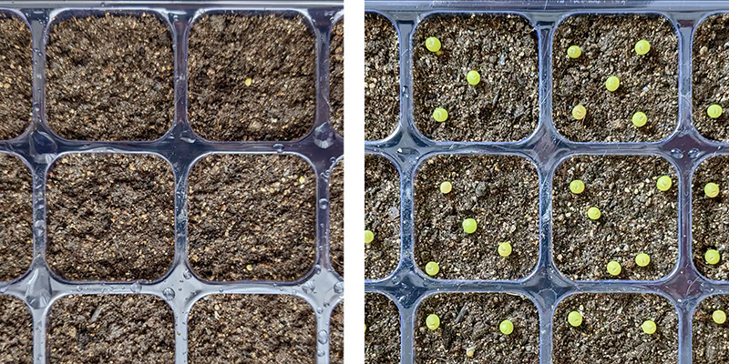 Como germinar sementes de peyote