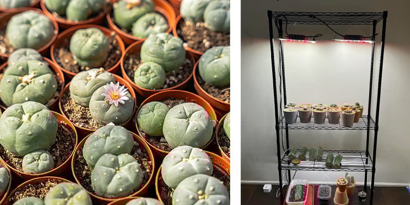 Cuidados a longo prazo com o peyote (para além do primeiro ano)