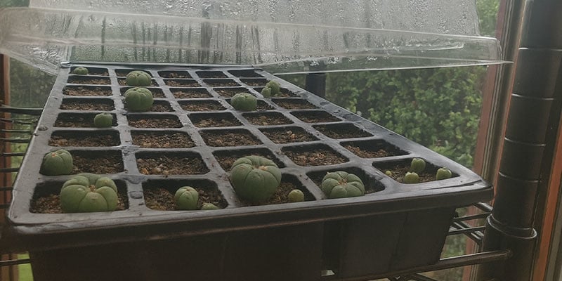 Cuidados com mudas de peyote (primeiro ano)