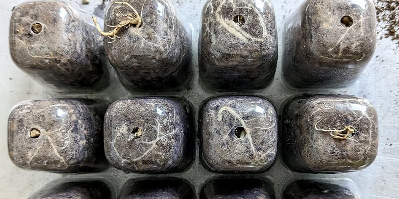 Como germinar sementes de peyote