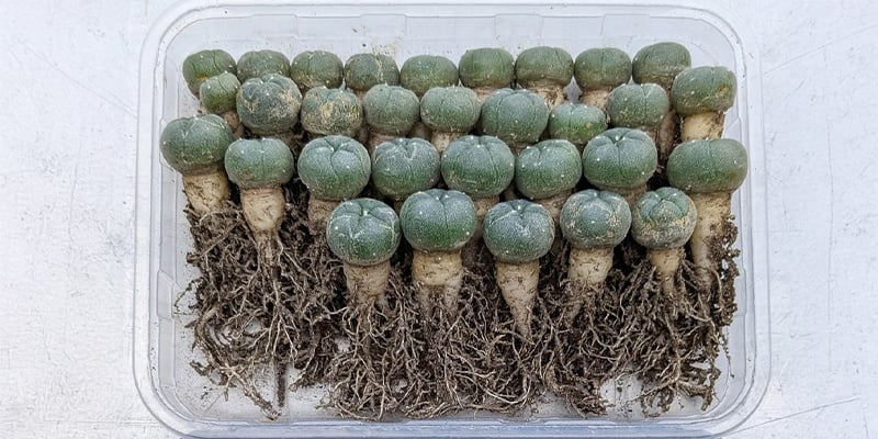 Como germinar sementes de peyote