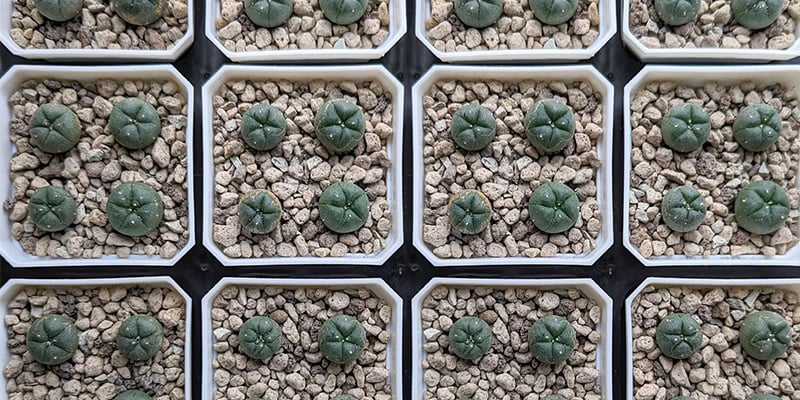 Como germinar sementes de peyote