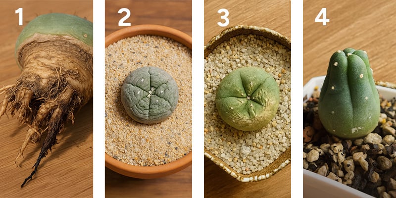 Cuidados a longo prazo com peyote (além do primeiro ano)
