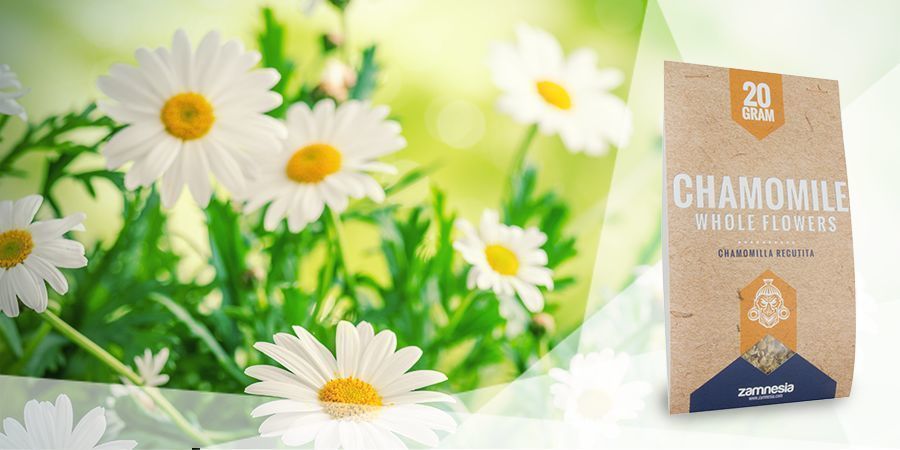 Camomila - Ervas para vaporizador para o bem-estar
