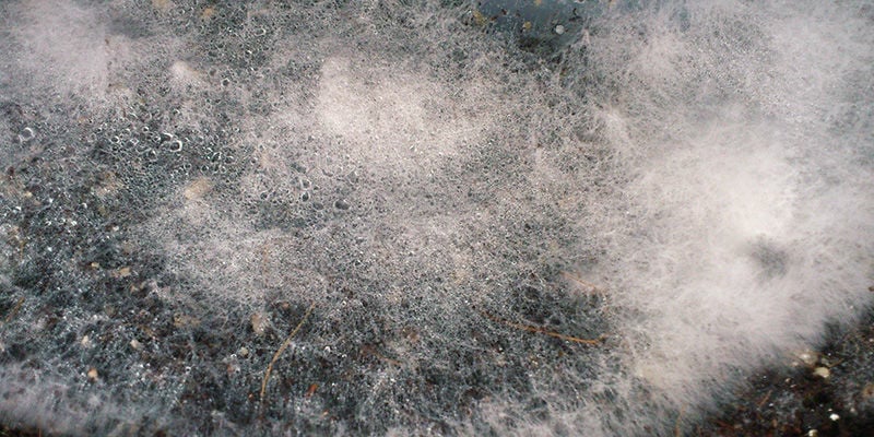 cogumelos mágicos Bolor de Teia / Bolor de Dactylium