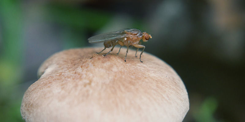 cogumelos mágicos Mosquitos do Fungos