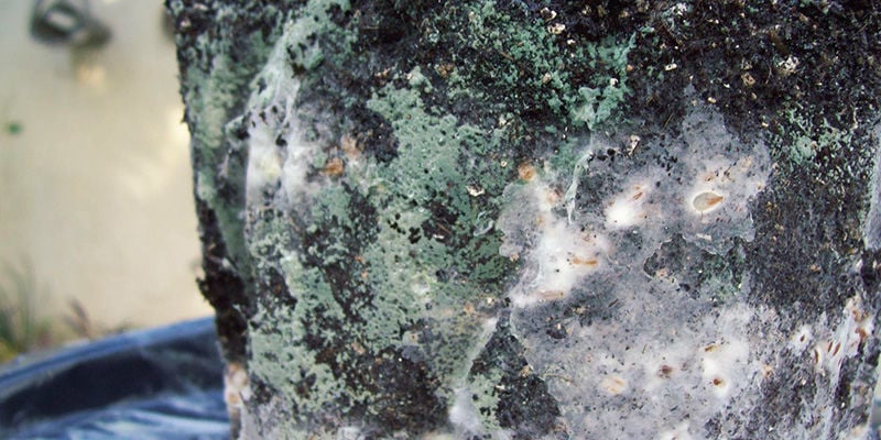 cogumelos mágicos Bolor Verde