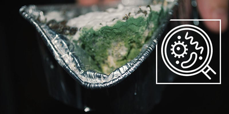 Cogumelos mágicos contaminados