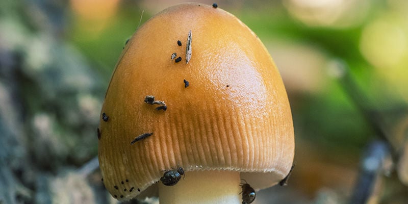 cogumelos mágicos Ácaros