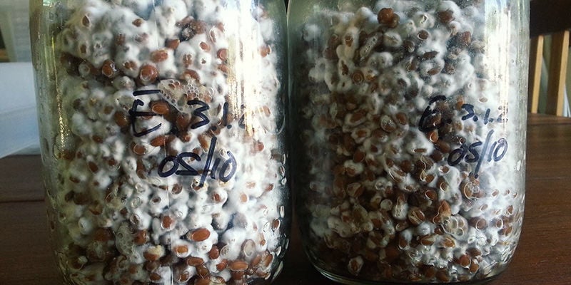 Cogumelos mágicos Wet Spot / Sour Rot