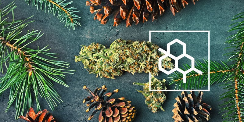 Tudo o que precisa de saber sobre terpenos