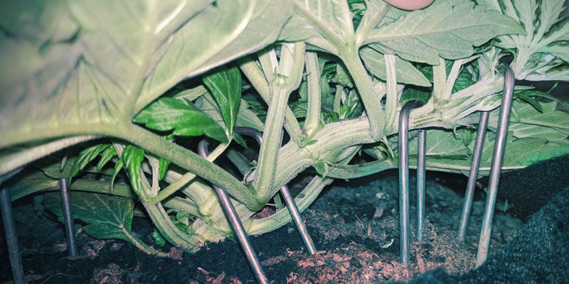Como potenciar a produção de terpenos