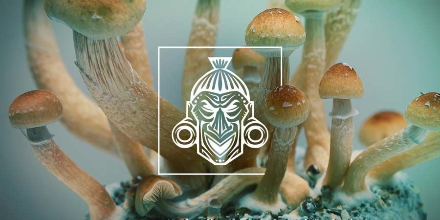 Como cultivar kits de cogumelos mágicos Zamnesia