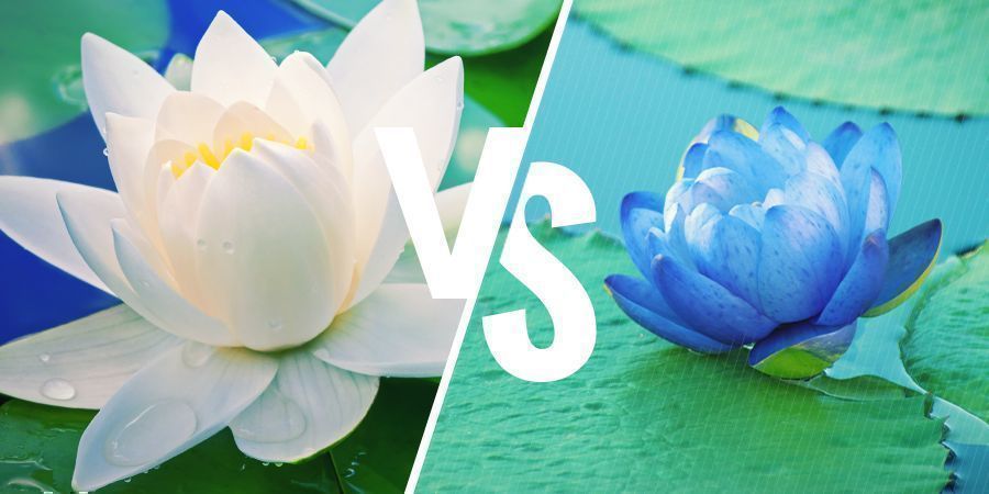 QUAL É A DIFERENÇA ENTRE O LÓTUS BRANCO E O LÓTUS AZUL?