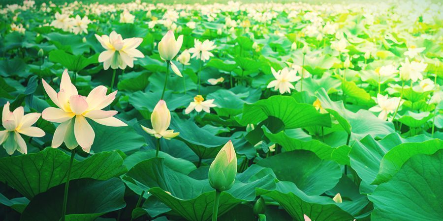 O QUE É O WHITE LOTUS?
