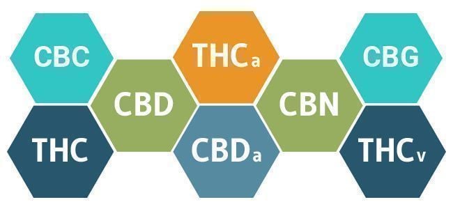 CBD de espetro total vs. CBD isolado: vantagens e desvantagens