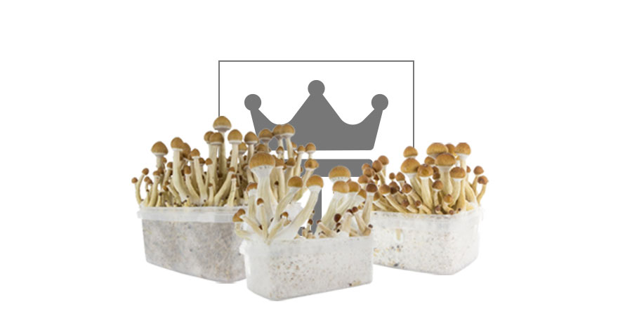 TOP 10 COGUMELOS MÁGICOS