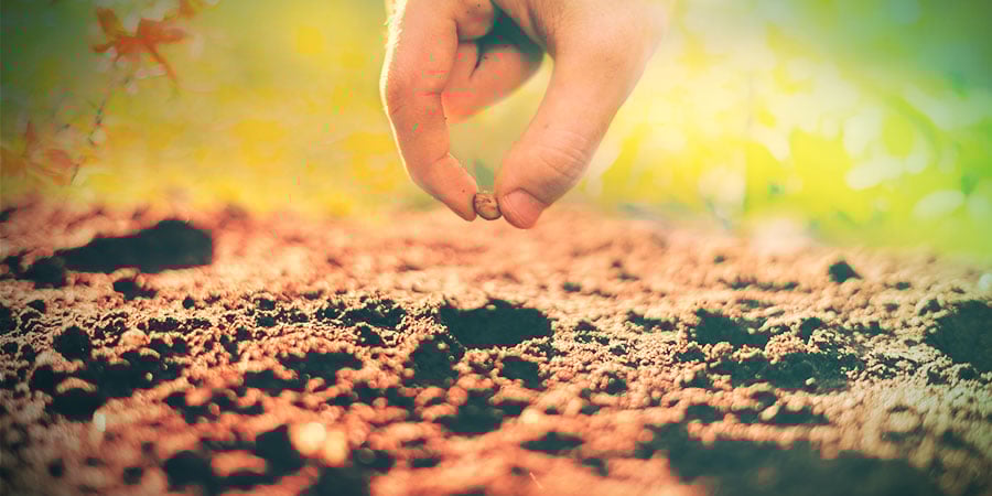 COMO GERMINAR VOACANGA AFRICANA A PARTIR DE SEMENTES