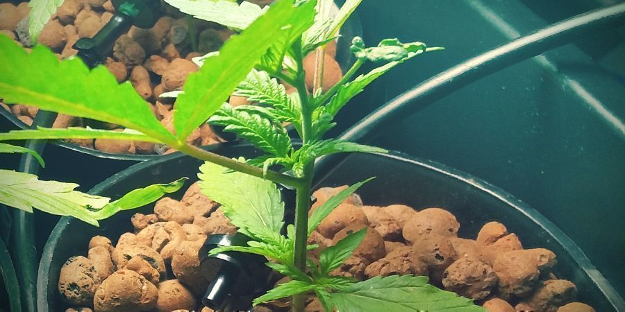 Construa o seu próprio sistema DWC: Recipiente