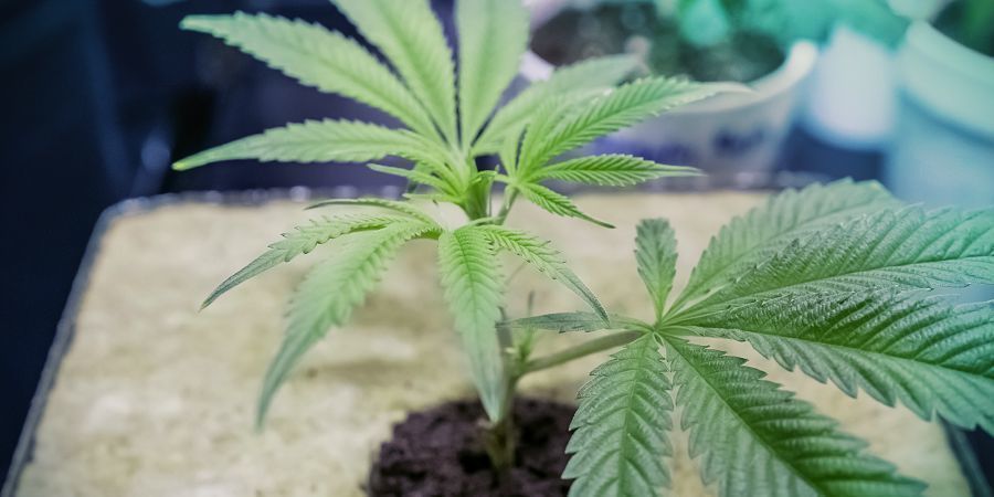 Construa o seu próprio sistema DWC: Substrato de cultivo