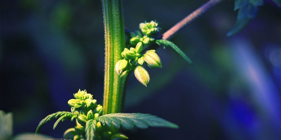 GUIA RÁPIDO PARA ENCONTRAR OS MELHORES FENÓTIPOS DE CANNÁBIS