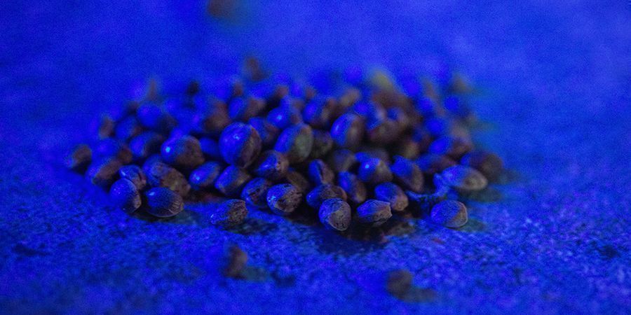 Métodos para Armazenar Sementes de Cannabis